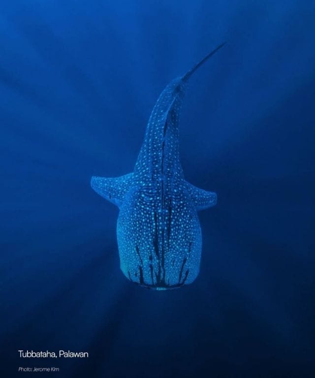 In ths picture is a whale shark found in Tubbataha, Palawan